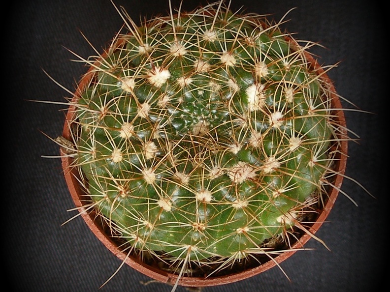 Notocactus concinnus 