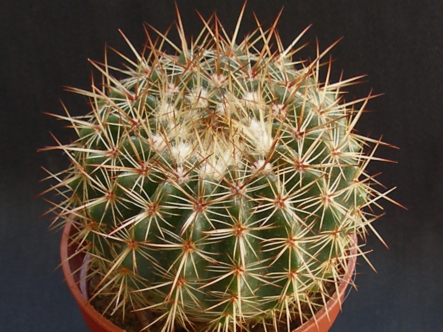 Notocactus mammulosus