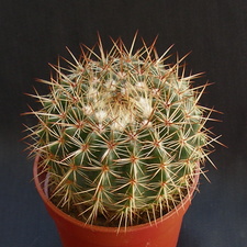 Notocactus mammulosus