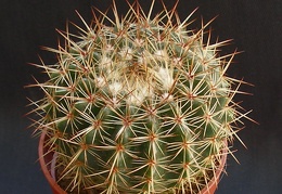 Notocactus mammulosus