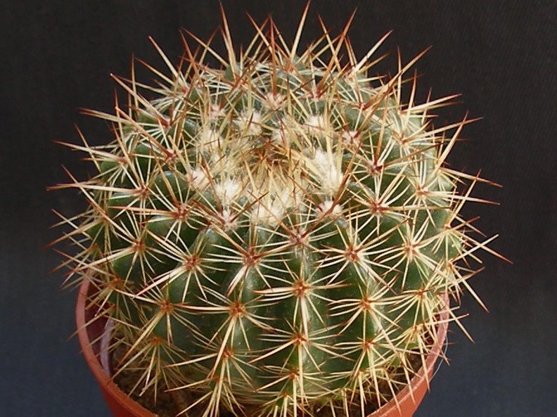 Notocactus mammulosus