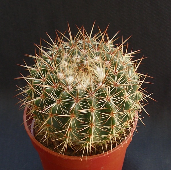 Notocactus_mammulosus.JPG