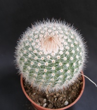 Notocactus scopa