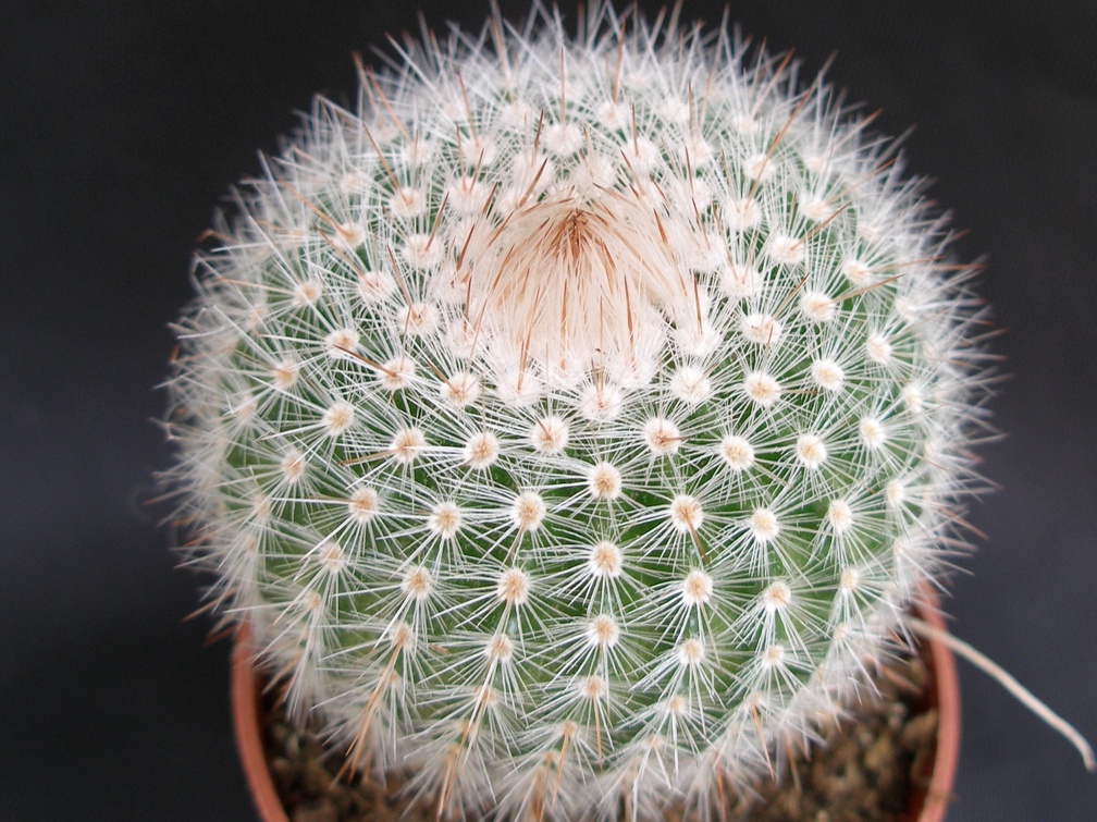 Notocactus scopa