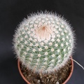Notocactus scopa