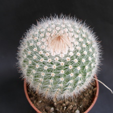 Notocactus scopa