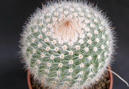 Notocactus scopa