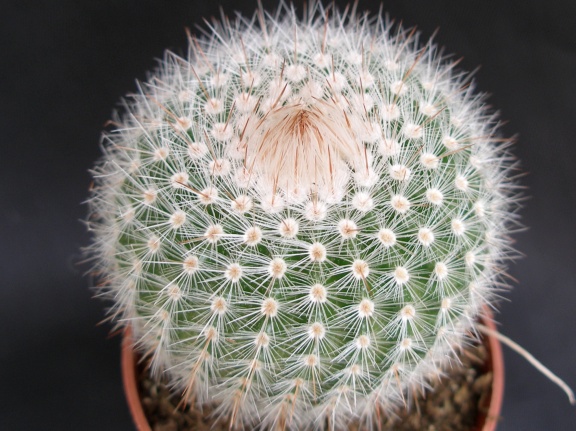 Notocactus scopa