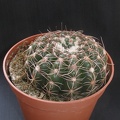 Notocactus uebelmannianus