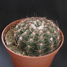 Notocactus uebelmannianus