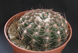 Notocactus uebelmannianus