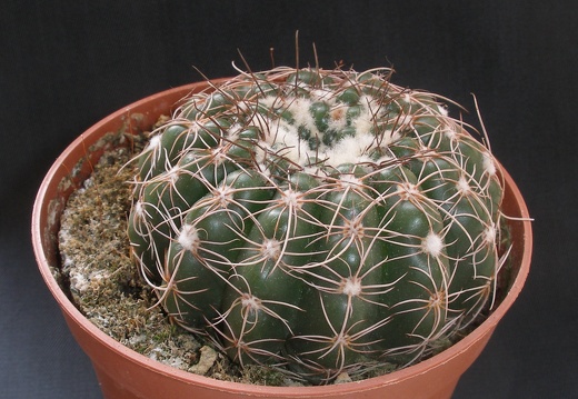 Notocactus uebelmannianus