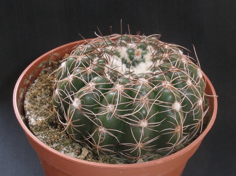 Notocactus uebelmannianus