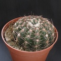 Notocactus_uebelmannianus.JPG