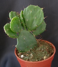 Opuntia brasiliensis