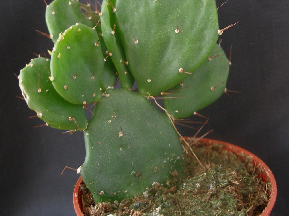 Opuntia brasiliensis