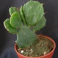 Opuntia brasiliensis