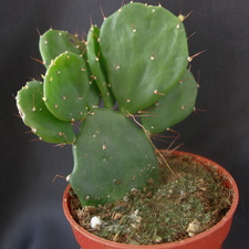 Opuntia brasiliensis