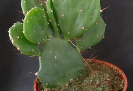 Opuntia brasiliensis