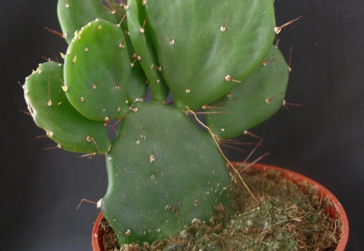 Opuntia brasiliensis