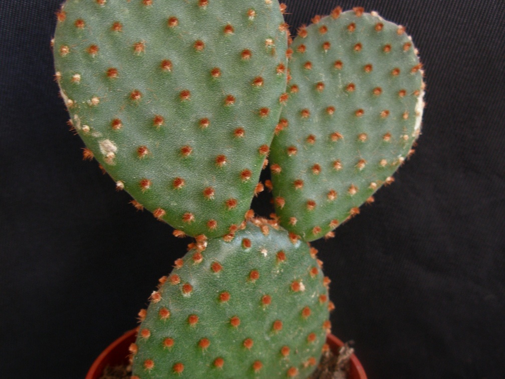 Opuntia microdasys1