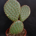 Opuntia microdasys1