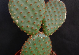 Opuntia microdasys1