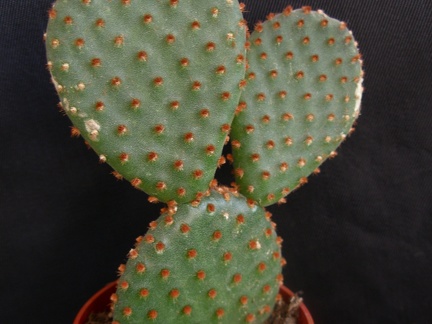 Opuntia microdasys1