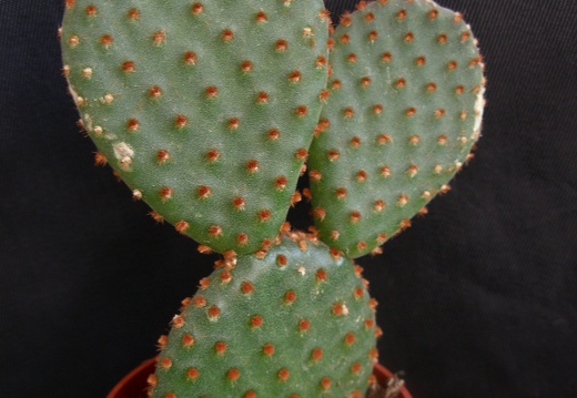 Opuntia microdasys1