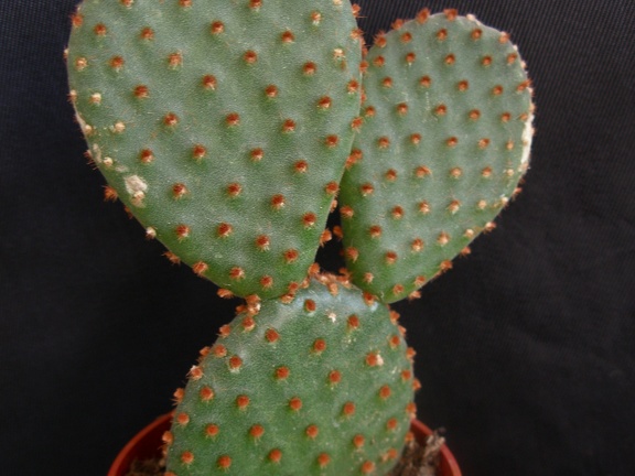 Opuntia microdasys1