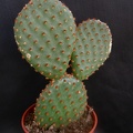 Opuntia_microdasys1.JPG