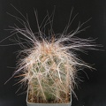 Oreocereus celsianus