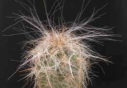 Oreocereus celsianus