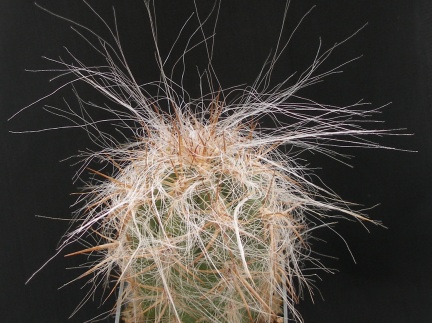 Oreocereus celsianus
