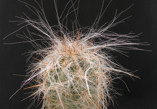 Oreocereus celsianus
