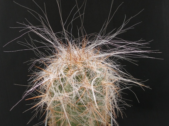 Oreocereus celsianus