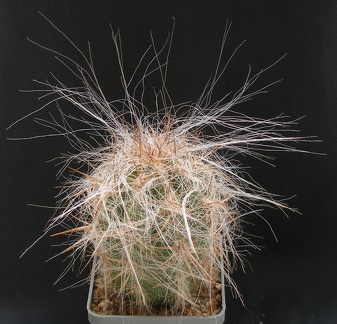 Oreocereus celsianus