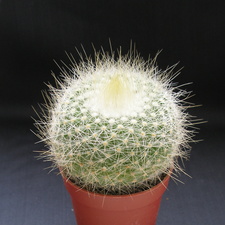 Parodia chrysacanthion 