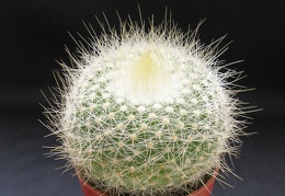 Parodia chrysacanthion 