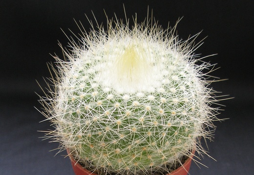 Parodia chrysacanthion 