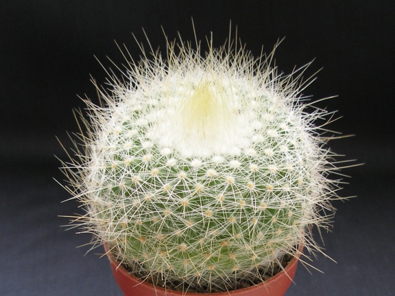 Parodia chrysacanthion 