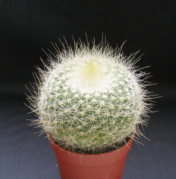 Parodia_chrysacanthion_.JPG
