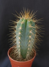 Pilosocereus azureus