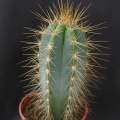 Pilosocereus azureus