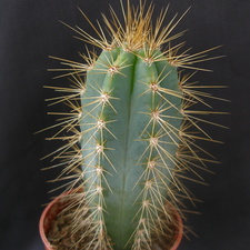 Pilosocereus azureus
