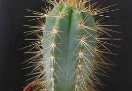 Pilosocereus azureus