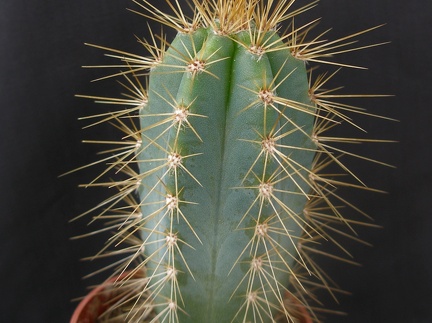 Pilosocereus azureus