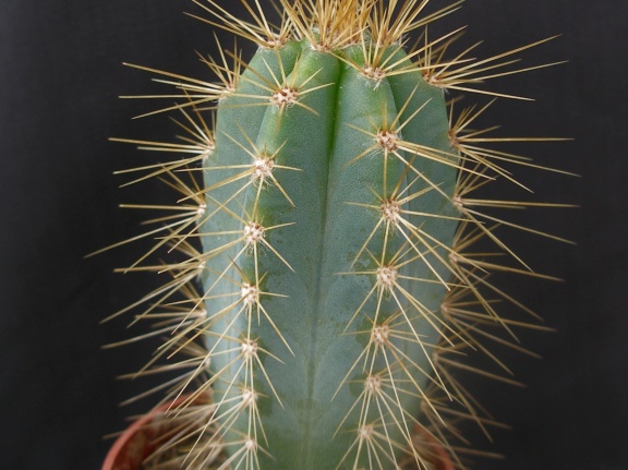 Pilosocereus azureus