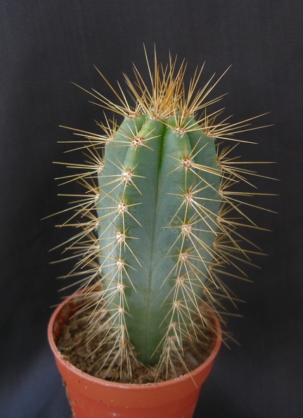 Pilosocereus_azureus.JPG