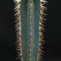 Pilosocereus pachycladus 